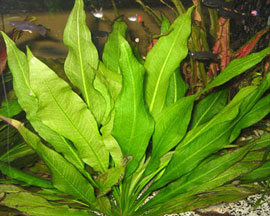 Echinodorus Intermedins (Amazon Sword)