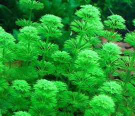 Limnophila (Ambulia)