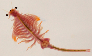 Brine Shrimps (Artemia Salina)