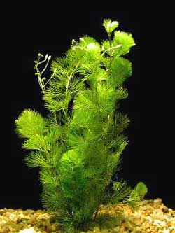 Cabomba Caroliniana (Fanwort)