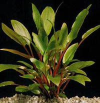 Cryptocoryne Beckettii