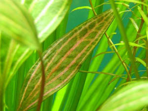 Cryptocoryne Cordata