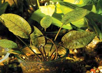 Cryptocoryne Griffithii