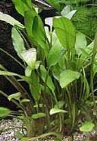 Cryptocoryne Willisii