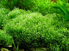 Riccia Jiuitans (Crystalwort)