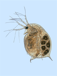 Daphnia - Fish Food