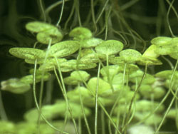 Lemna (Duckweed)