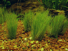 Eleocharis Acicularis