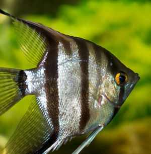 Angelfish (Pterophyllum Eimekei)