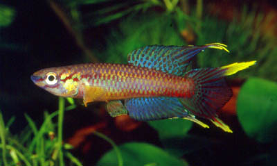 Banded Fundulus (Aphyosemion Bivittatum)