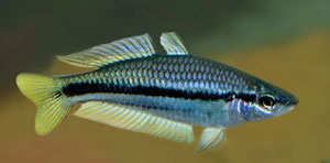 Australian Rainbow (Melanotaenia Nigrans)