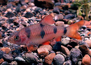 Clown Barb (Barbus Everetti)