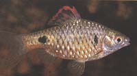 Dwarf Barb (Barbus Phutunio)