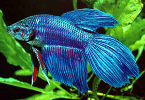 Siamese Fighter (Betta Splendens)