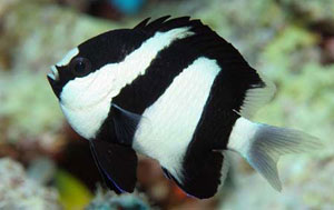 Black And White Damsel Fish (Dascyllus Aruanus)