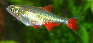 Bloodfin (Aphyocharax Rubripinnis)