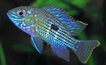 Blue Acara (Aequidens Latifrons)