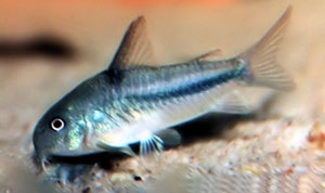 Blue Catfish (Corydoras Nattereri)