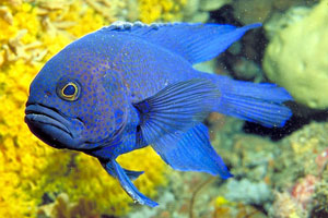 Blue Devil Fish (Pomacentrus Fuscus)