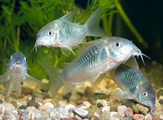 Bronze Catfish (Corydoras Aeneus)