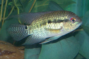 Brown Acara (Aequidens Portalegrensis)