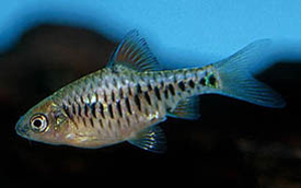 Checker Barb (Barbus Oligolepis)