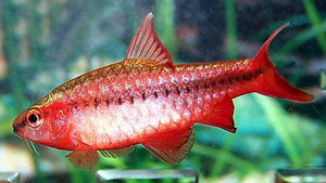 Cherry Barb (Barbus Titteya)