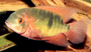 Chocolate Cichlid (Cichlasoma Coryphaenoides)