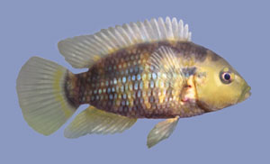 Chanchito (Cichlasoma Facetum)