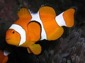 Clownfish (Amphiprion Percula)