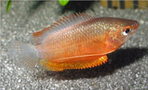 Thick Lipped Gourami (Colisa Labiosa)