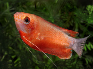 Dwarf Gourami (Colisa Lalia)