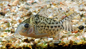 Corydoras Agassizii