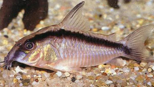 Corydoras Arcuatus