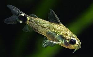Dwarf Catfish (Corydoras Hastatus)