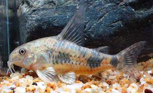 Corydoras Paleatus