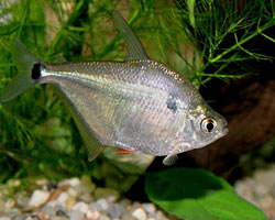 Silver Tetra (Ctenobrycon Spilurus)