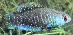 Argentine Pearl Fish (Cynolebias Bellottii)