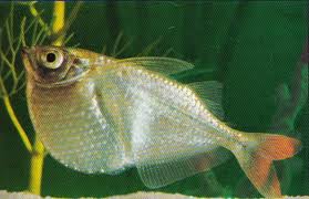 Hatchet Fish (Gasteropelecus Levis)