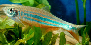 Giant Danio (Danio Malabaricus)