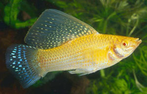 Giant Sailfin Molly (Poecilia Velifera)