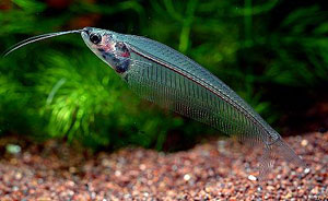 Glass Catfish (Kryptopterus Bicirrhus)