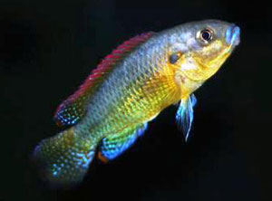 Egyptian Mouthbreeder (Haplochromis Multicolor)