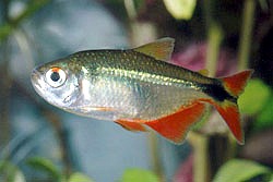 Buenos Aires Tetra (Hemigrammus Caudovittatus)