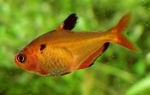 Yellow Tet (Hyphessobrycon Bifasciatus)