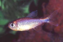 Dawn Tetra (Hyphessobrycon Eos)