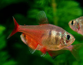 Flame Fish (Hyphessobrycon Flammeus)