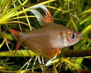 Rosy Tetra (Hyphessobrycon Rosaceus)