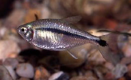 Black Line Tetra (Hyphessobrycon Scholzei)