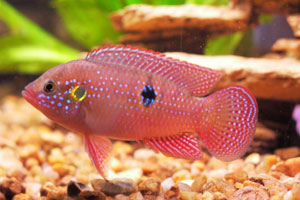 Jewel Cichlid (Hemichromis Bimaculatus)